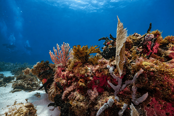 Wreck & Reef Diving 2 Tanks