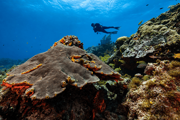 Wreck & Reef Diving 2 Tanks
